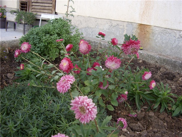 cvijeće